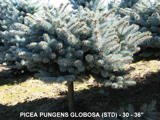 Picea Pungens Globosa (Std) 30 to 36 inches Tall